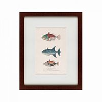 картина: tropical fish, 1830 в Воронеже