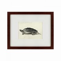 картина: a hand-painted illustration of a burmese roofed turtle, 1873 в Воронеже