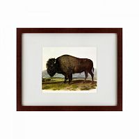 картина: american bison, 1845 в Воронеже