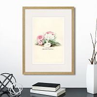 картина: botany illustration №6, 1836г. в Воронеже