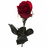 роза бордовая 48 см (36) в Воронеже