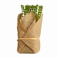 растение декоративное potted herb polini в Воронеже