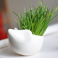 набор для выращивания eco ёжик в Воронеже