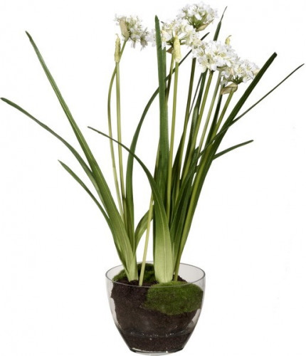 декор allium в Воронеже