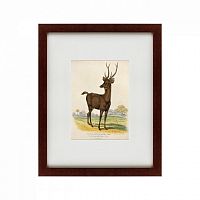 картина: a rusa deer, 1830 в Воронеже