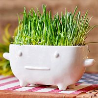 набор для выращивания eco буль в Воронеже