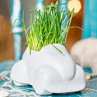 набор для выращивания eco машина в Воронеже
