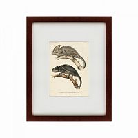 картина: des reptiles, 1705 в Воронеже