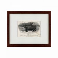 картина: a devon steer, 1869 в Воронеже