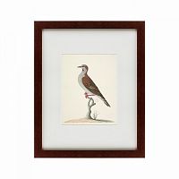 картина: the brown bird в Воронеже