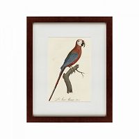 картина: ara macao (scarlet macaw), 1801 в Воронеже
