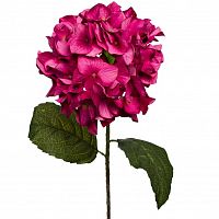 гортензия алая 85 см (12) в Воронеже