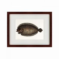 картина: sole fish, 1722 в Воронеже