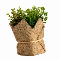 растение декоративное potted herb kolina в Воронеже