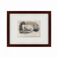 картина: a short horned bull, 1849 в Воронеже
