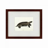 картина: a hand-painted illustration of an arakan forest turtle, 1872 в Воронеже