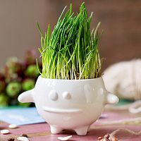 набор для выращивания eco кру в Воронеже