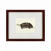 картина: a hand-painted illustration of an elongated tortoise, 1873 в Воронеже