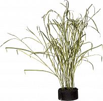 декор reeds and leaves в Воронеже