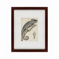 картина: chameleon, 1706 в Воронеже