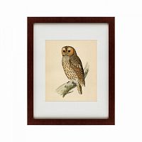 картина: brown owl, 1760 в Воронеже