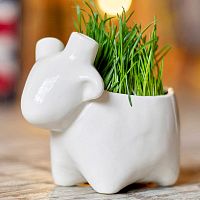 набор для выращивания eco овечка в Воронеже