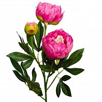 пион розовый 64 см (24) в Воронеже