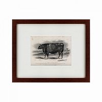картина: a short horned steer, 1849 в Воронеже